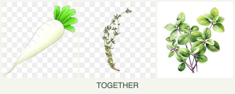 Can you plant radishes, thyme and oregano together?
