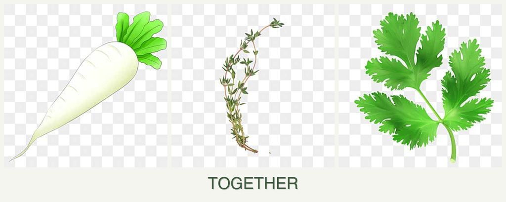Can you plant radishes, thyme and parsley together?