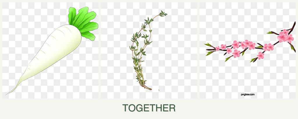 Can you plant radishes, thyme and peaches together?