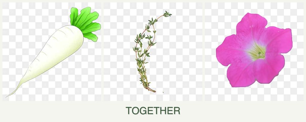 Can you plant radishes, thyme and petunias together?