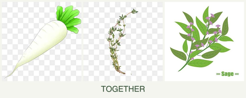 Can you plant radishes, thyme and sage together?
