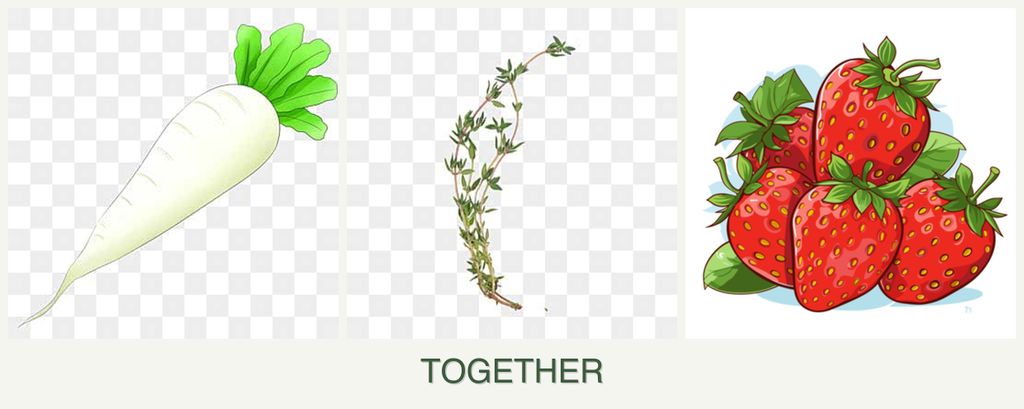 Can you plant radishes, thyme and strawberries together?