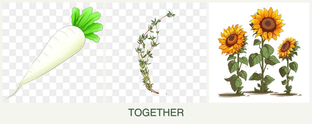 Can you plant radishes, thyme and sunflowers together?