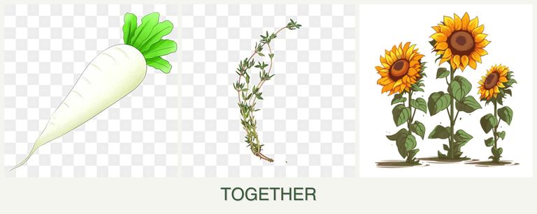 Can you plant radishes, thyme and sunflowers together?