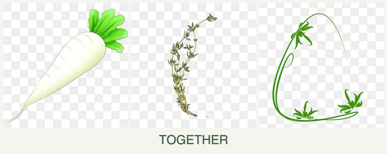 Can you plant radishes, thyme and tarragon together?