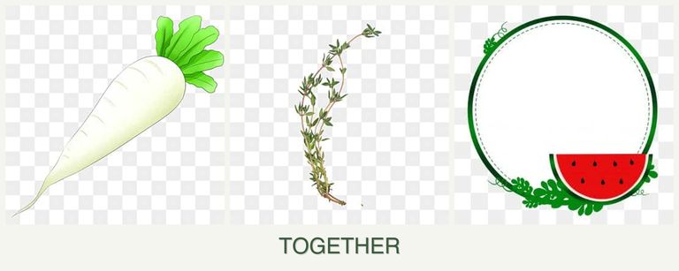 Can you plant radishes, thyme and watermelons together?