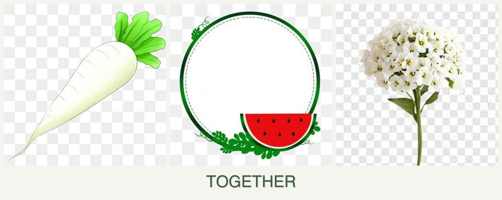 Can you plant radishes, watermelons and alyssum together?