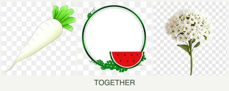 Can you plant radishes, watermelons and alyssum together?