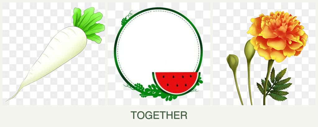 Can you plant radishes, watermelons and marigolds together?