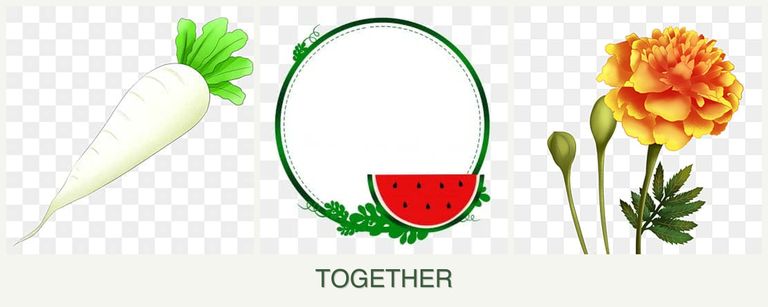Can you plant radishes, watermelons and marigolds together?