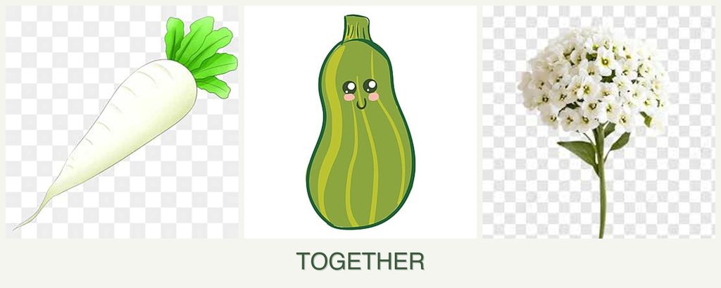 Can you plant radishes, zucchini and alyssum together?