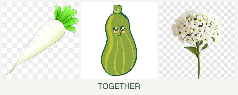 Can you plant radishes, zucchini and alyssum together?