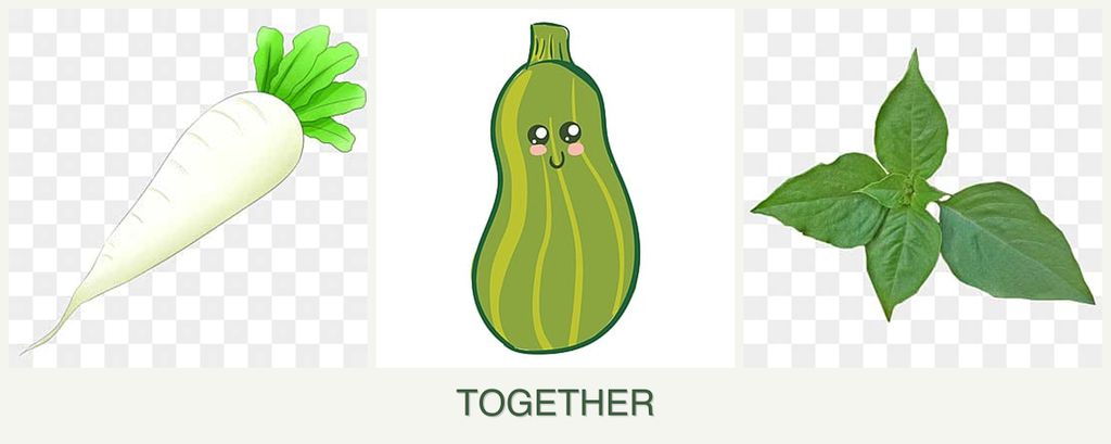 Can you plant radishes, zucchini and basil together?