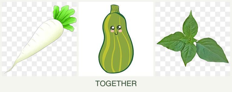 Can you plant radishes, zucchini and basil together?