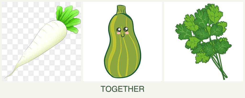 Can you plant radishes, zucchini and cilantro together?