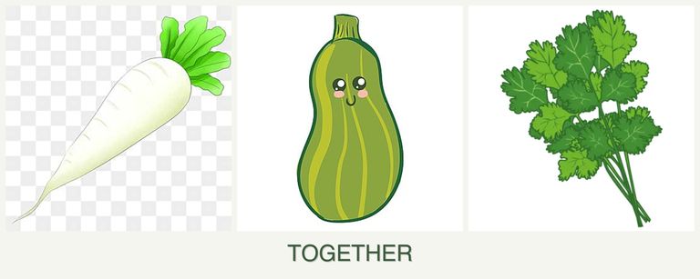 Can you plant radishes, zucchini and cilantro together?