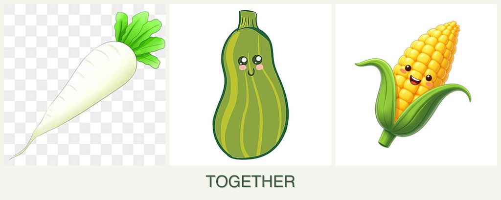 Can you plant radishes, zucchini and corn together?