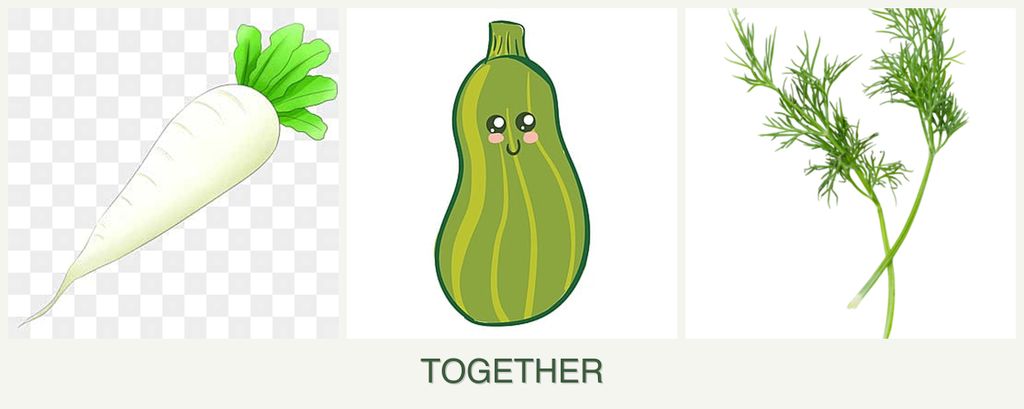 Can you plant radishes, zucchini and dill together?
