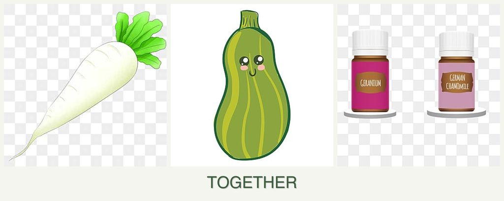 Can you plant radishes, zucchini and geraniums together?