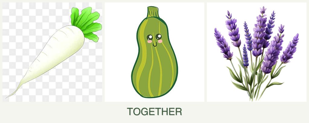 Can you plant radishes, zucchini and lavender together?