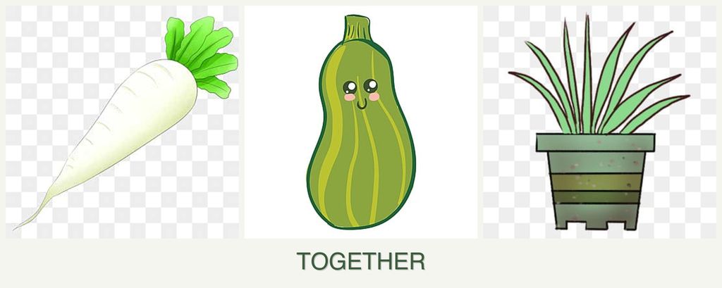 Can you plant radishes, zucchini and lemongrass together?