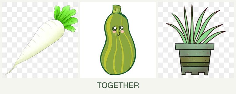 Can you plant radishes, zucchini and lemongrass together?