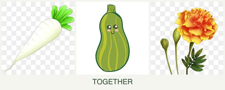 Can you plant radishes, zucchini and marigolds together?