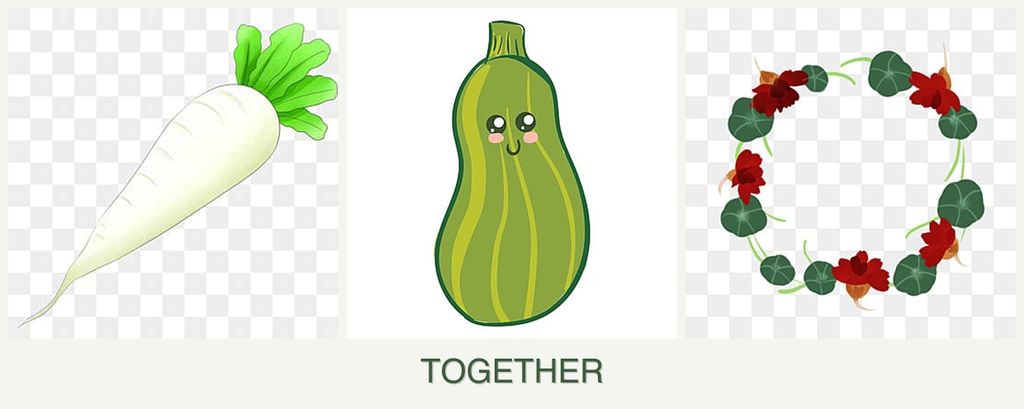 Can you plant radishes, zucchini and nasturtiums together?