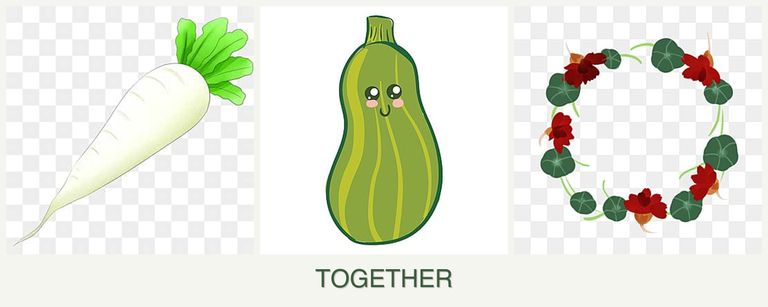 Can you plant radishes, zucchini and nasturtiums together?