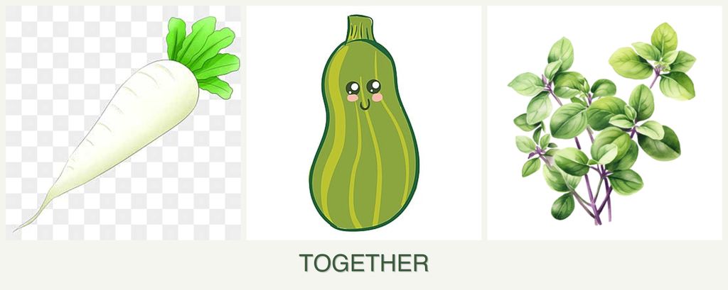 Can you plant radishes, zucchini and oregano together?