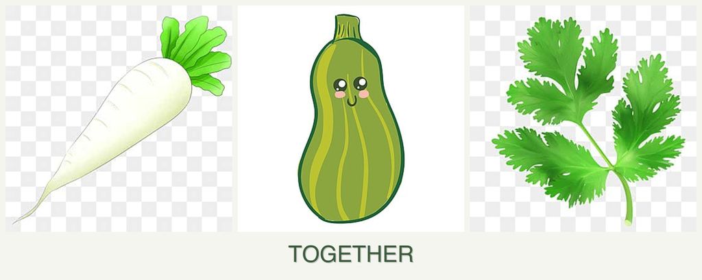 Can you plant radishes, zucchini and parsley together?