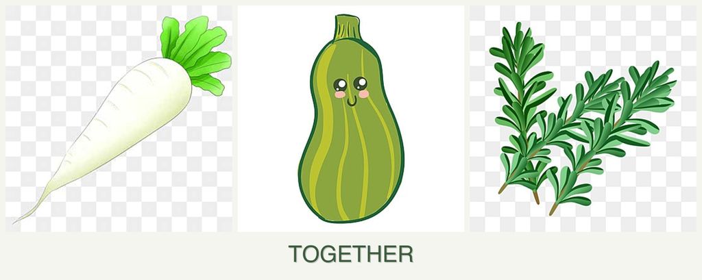 Can you plant radishes, zucchini and rosemary together?
