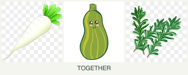 Can you plant radishes, zucchini and rosemary together?