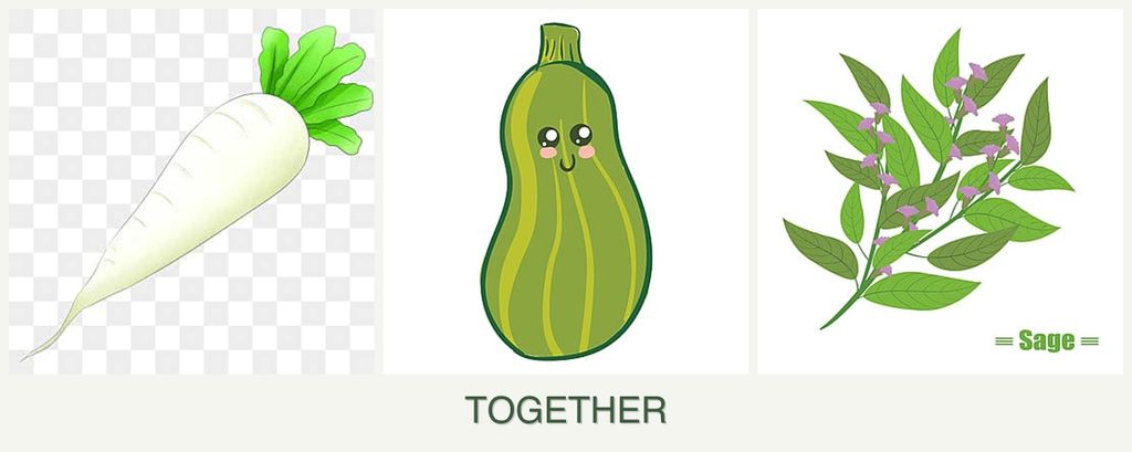 Can you plant radishes, zucchini and sage together?