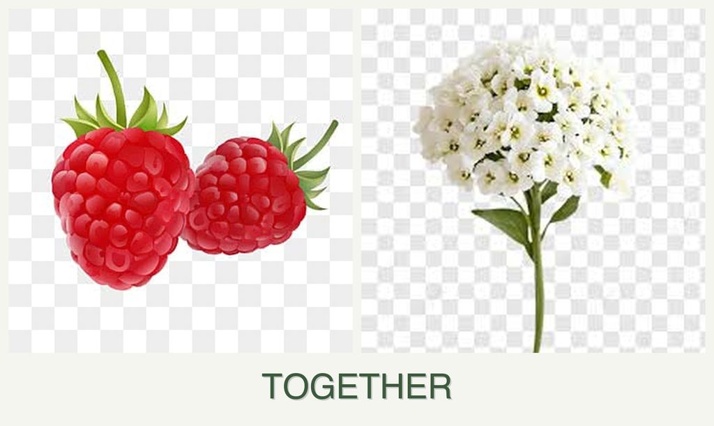 Can you plant raspberries and alyssum together?