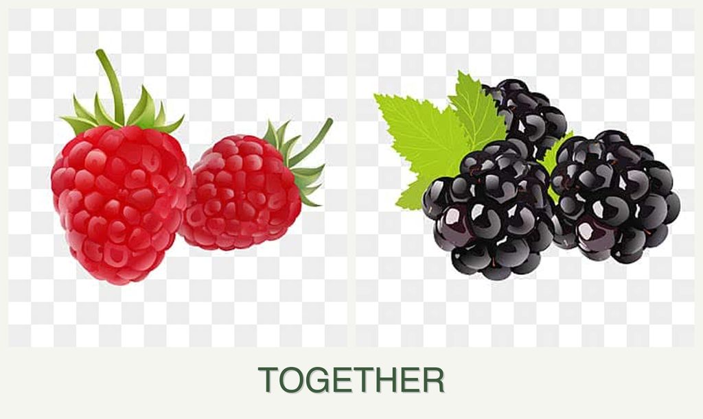 Can you plant raspberries and blackberries together?