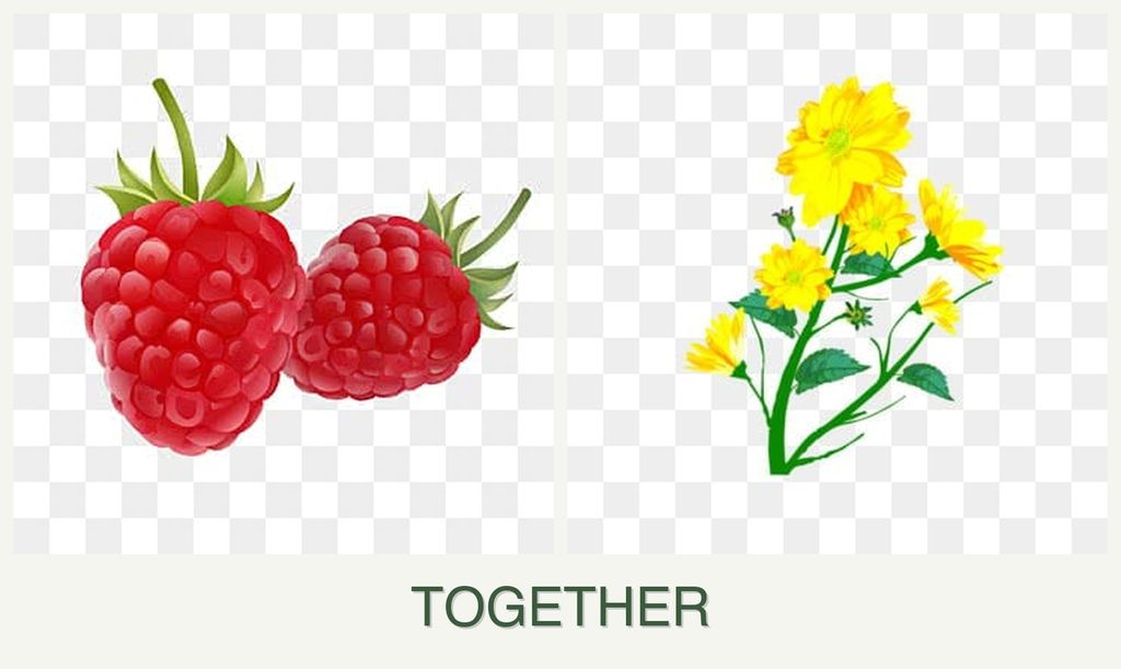 Can you plant raspberries and calendula together?