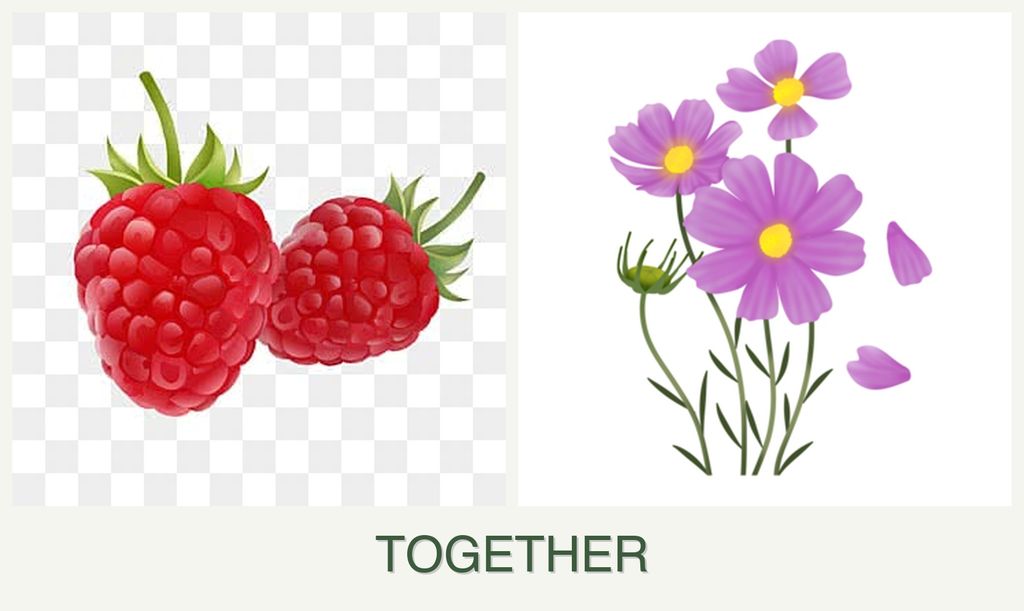 Can you plant raspberries and cosmos together?
