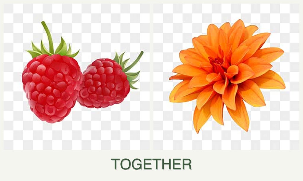 Can you plant raspberries and dahlias together?