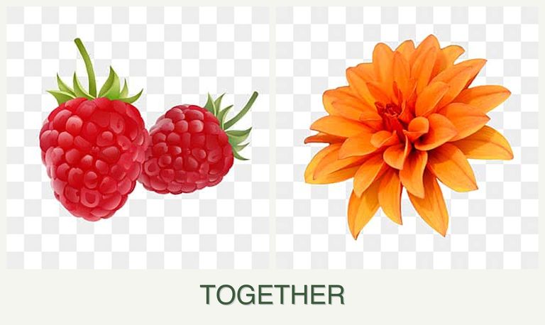 Can you plant raspberries and dahlias together?