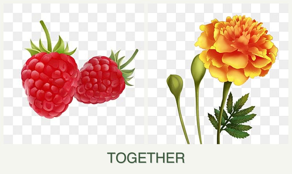 Can you plant raspberries and marigolds together?
