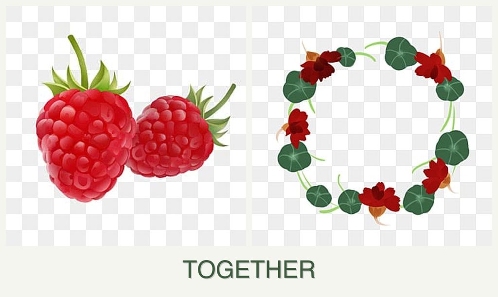 Can you plant raspberries and nasturtiums together?