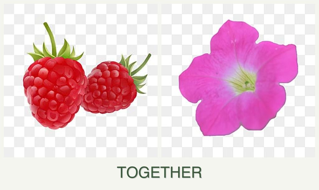 Can you plant raspberries and petunias together?