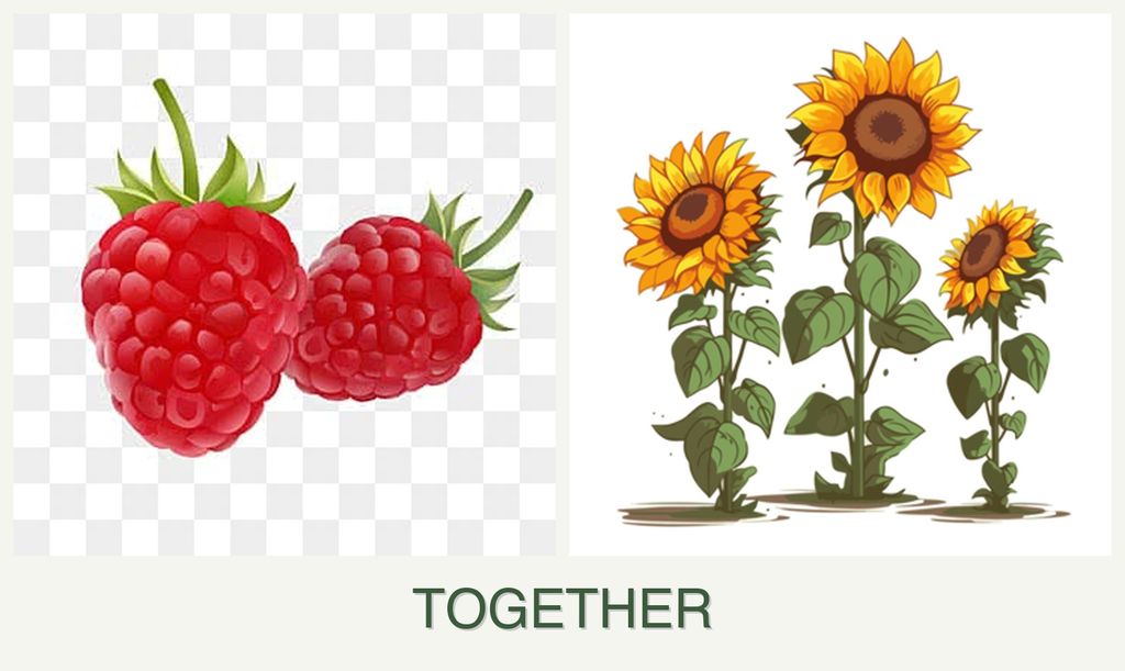 Can you plant raspberries and sunflowers together?