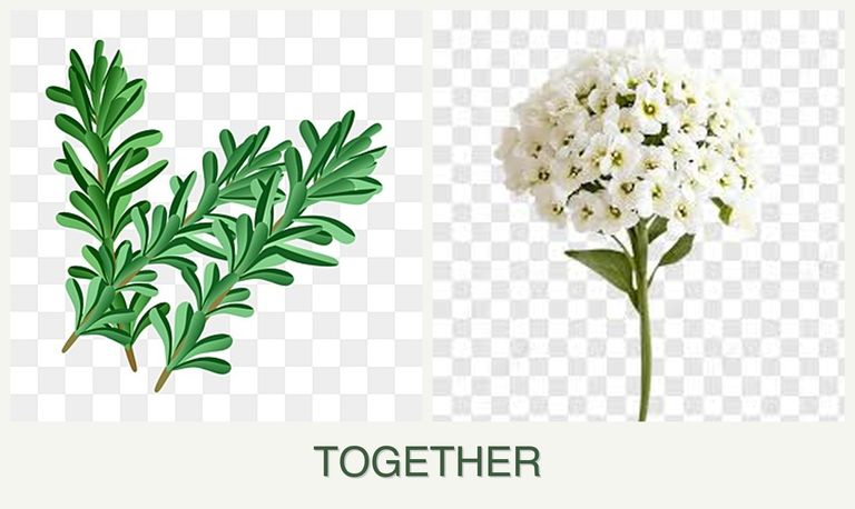 Can you plant rosemary and alyssum together?