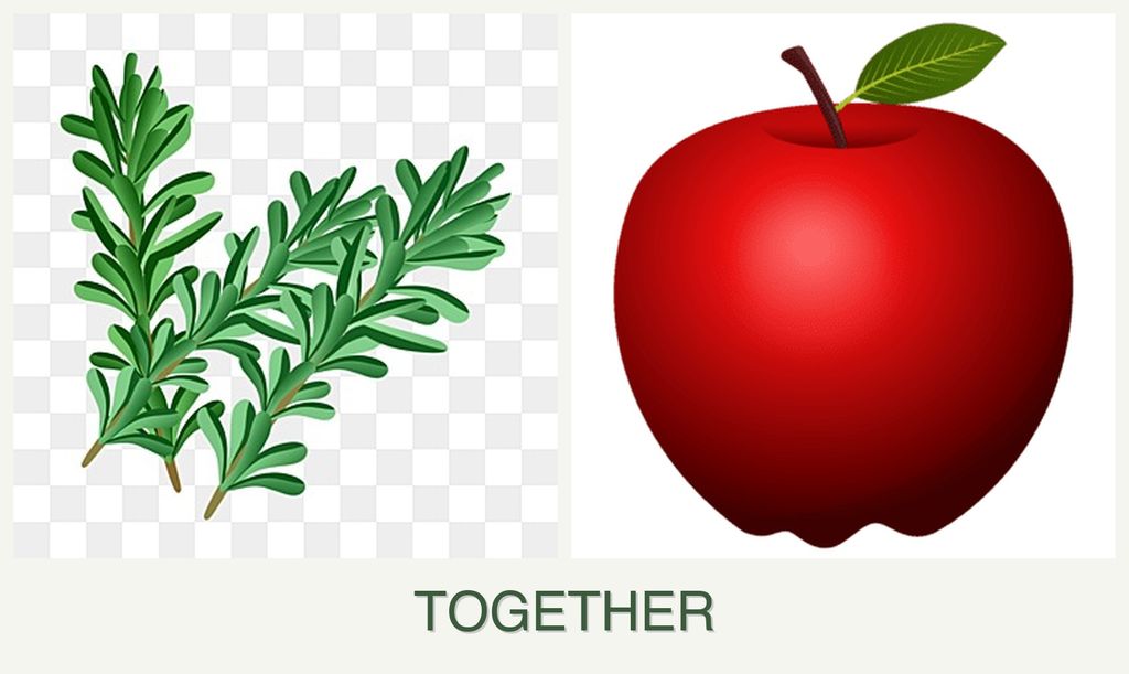 Can you plant rosemary and apples together?