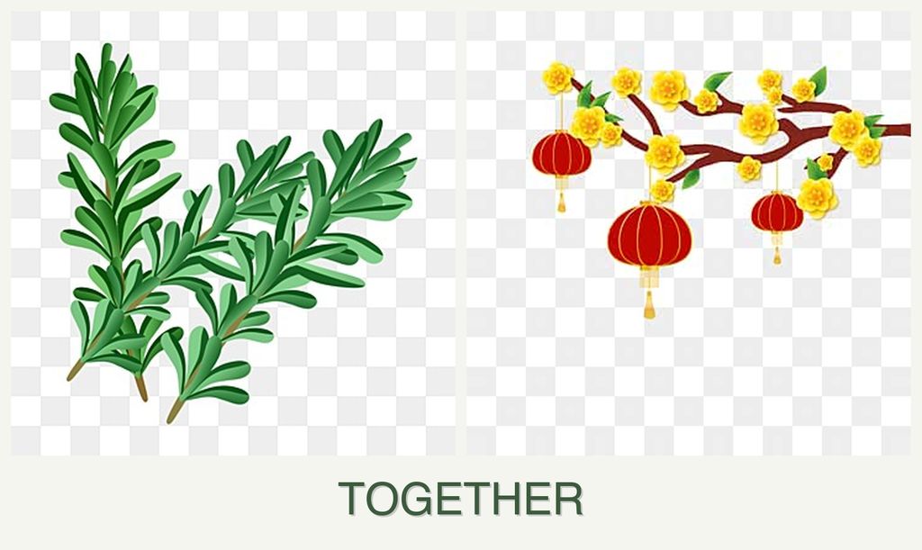 Can you plant rosemary and apricots together?