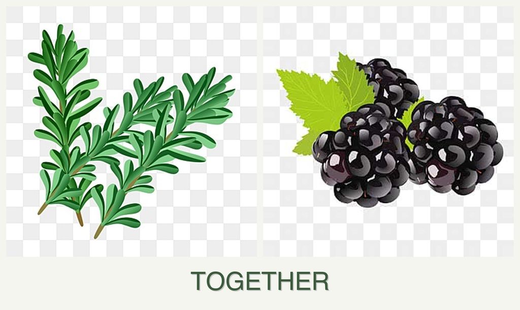 Can you plant rosemary and blackberries together?