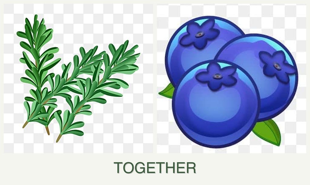 Can you plant rosemary and blueberries together?