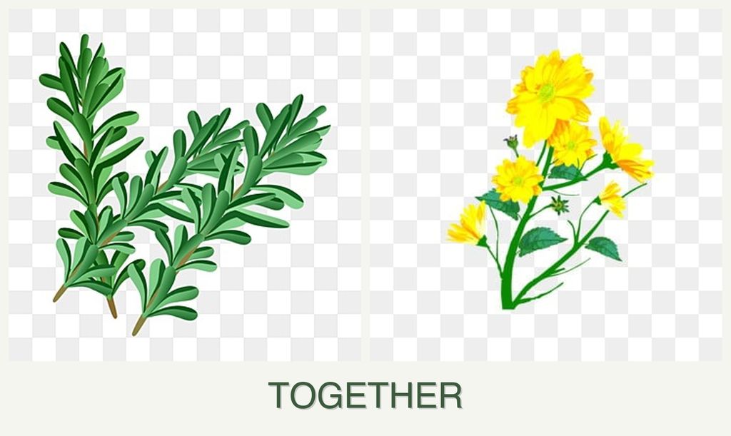 Can you plant rosemary and calendula together?